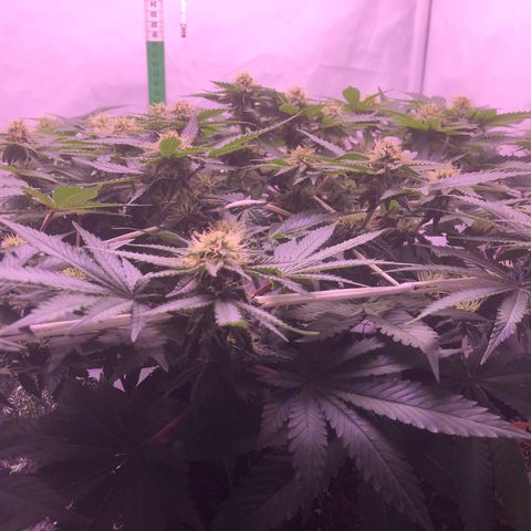 🍦Gelato 41 🍦 growlog timeline photo