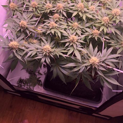🍦Gelato 41 🍦 growlog timeline photo