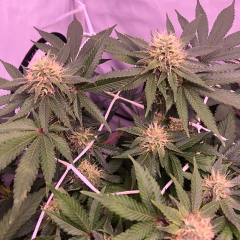 🍦Gelato 41 🍦 growlog timeline photo