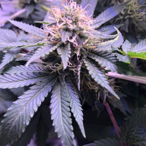 🍦Gelato 41 🍦 growlog timeline photo