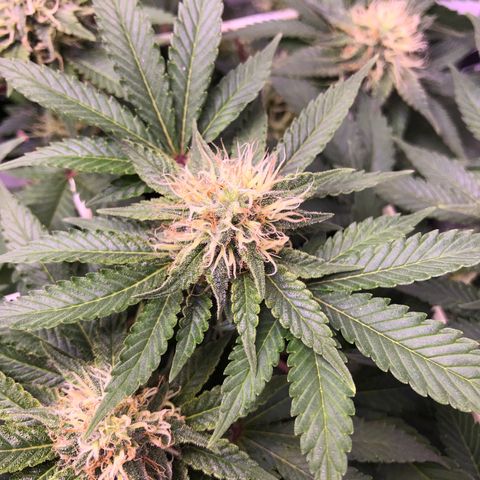 🍦Gelato 41 🍦 growlog timeline photo