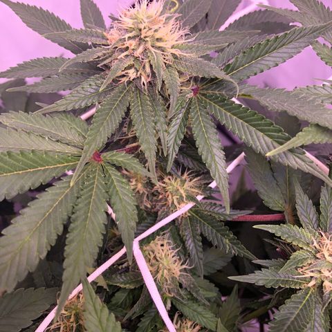 🍦Gelato 41 🍦 growlog timeline photo