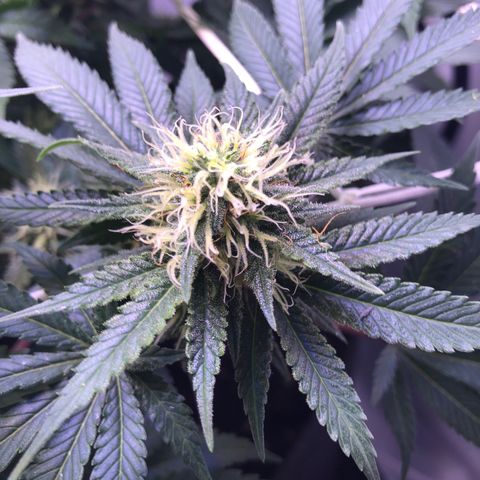 🍦Gelato 41 🍦 growlog timeline photo