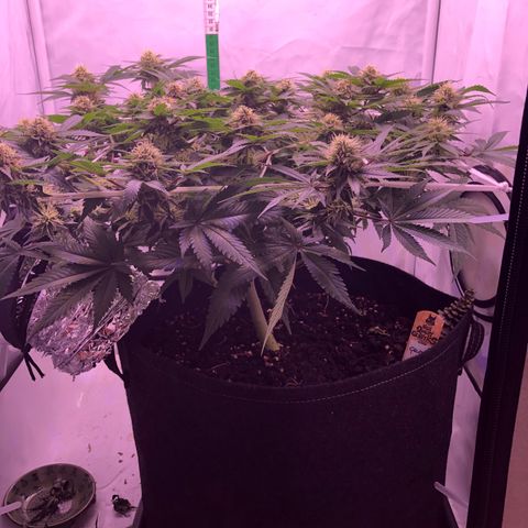 🍦Gelato 41 🍦 growlog timeline photo