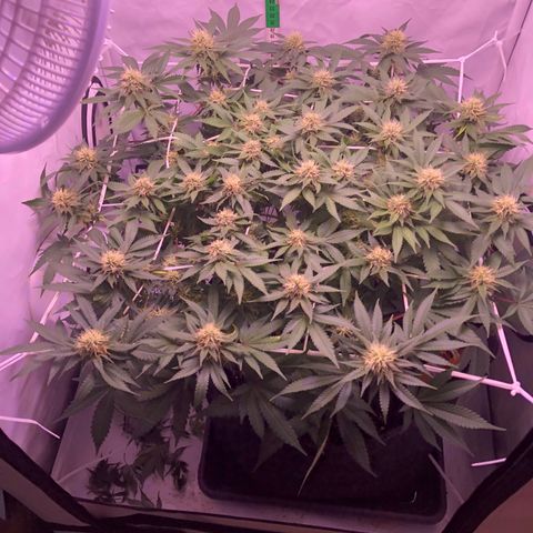 🍦Gelato 41 🍦 growlog timeline photo