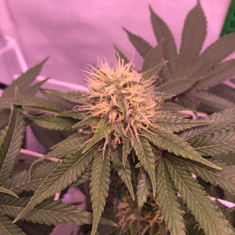 🍦Gelato 41 🍦 growlog timeline photo