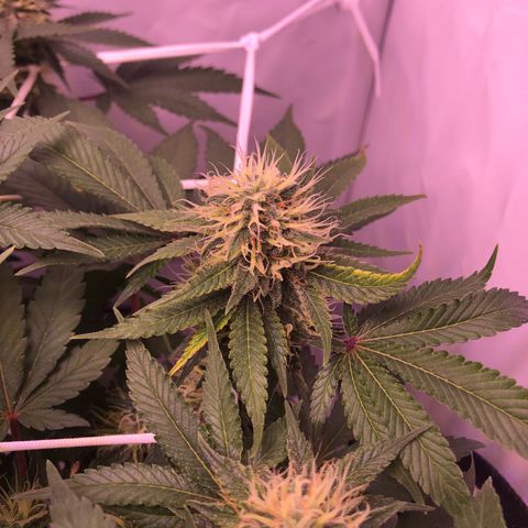 🍦Gelato 41 🍦 growlog timeline photo