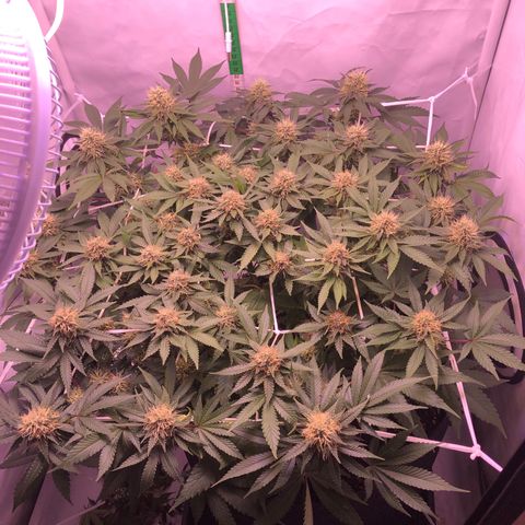 🍦Gelato 41 🍦 growlog timeline photo