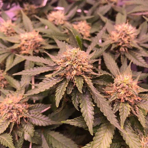 🍦Gelato 41 🍦 growlog timeline photo