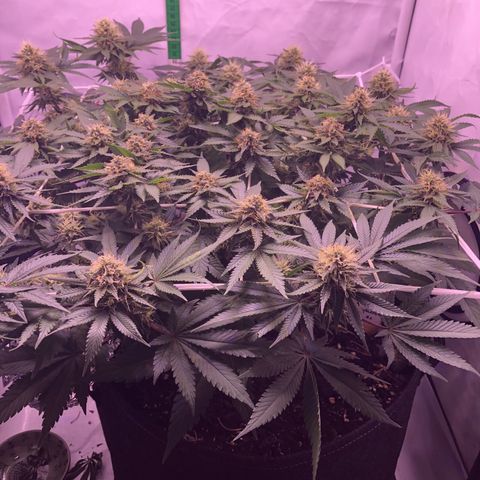 🍦Gelato 41 🍦 growlog timeline photo