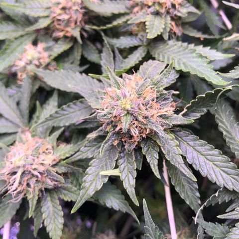 🍦Gelato 41 🍦 growlog timeline photo