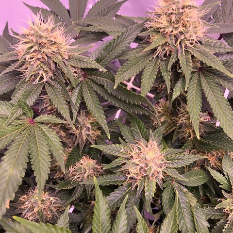 🍦Gelato 41 🍦 growlog timeline photo