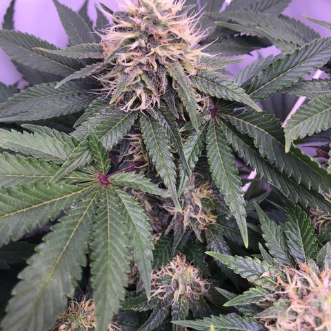 🍦Gelato 41 🍦 growlog timeline photo