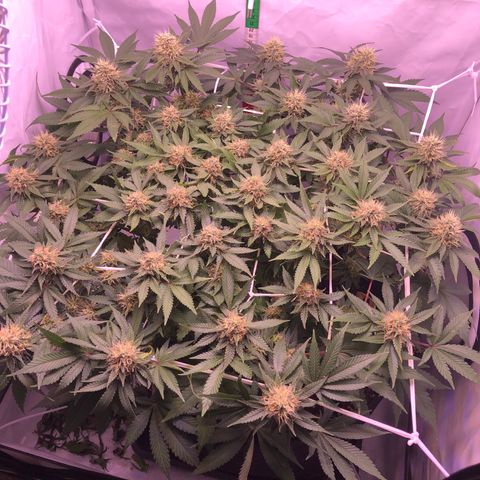 🍦Gelato 41 🍦 growlog timeline photo