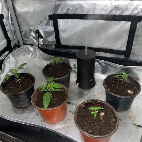 Cookie growlog photo: Segundo riego con nutrientes