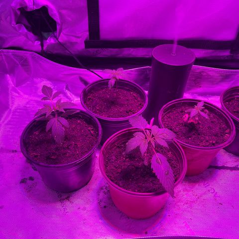Cookie growlog photo: Segundo riego con nutrientes