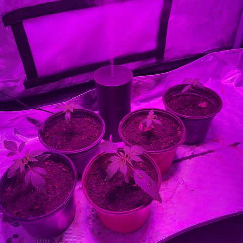 Cookie growlog photo: Segundo riego con nutrientes