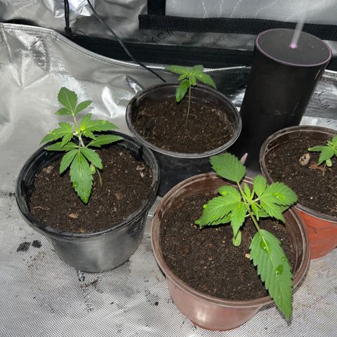 Cookie growlog photo: Segundo riego con nutrientes
