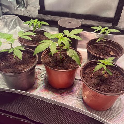 Cookie growlog photo: Tercer riego con nutrientes 