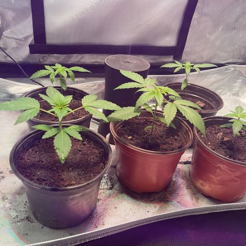 Cookie growlog photo: Tercer riego con nutrientes 