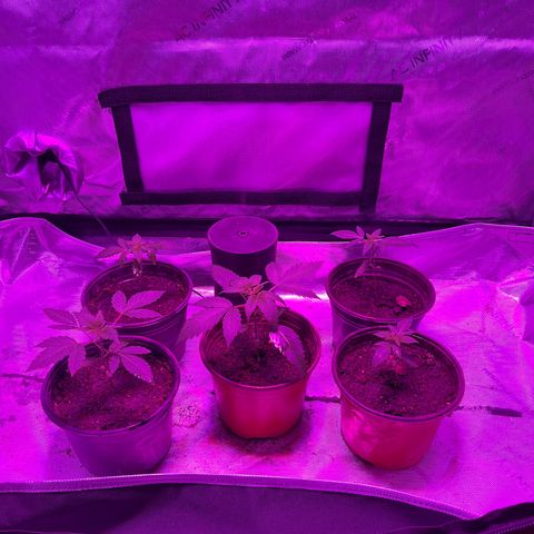 Cookie growlog photo: Tercer riego con nutrientes 