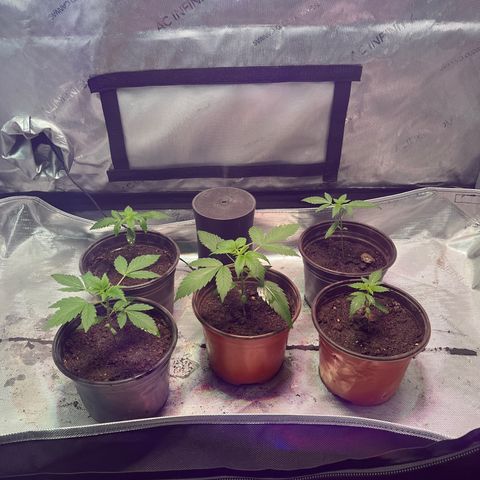 Cookie growlog photo: Tercer riego con nutrientes 