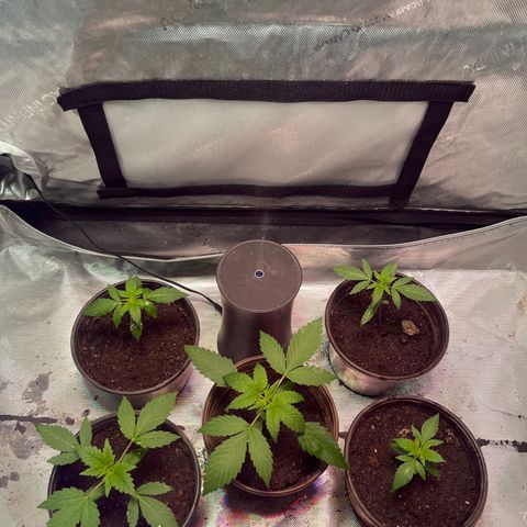 Cookie growlog photo: Tercer riego con nutrientes 