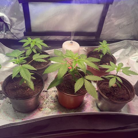 Cookie growlog timeline photo