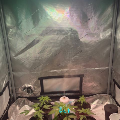 Cookie growlog timeline photo