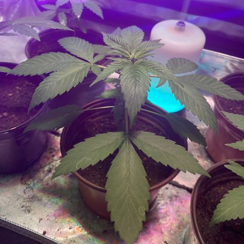 Cookie growlog timeline photo