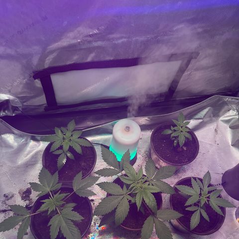 Cookie growlog timeline photo