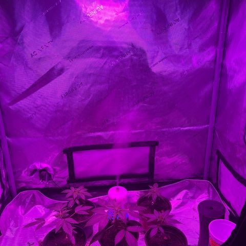 Cookie growlog timeline photo