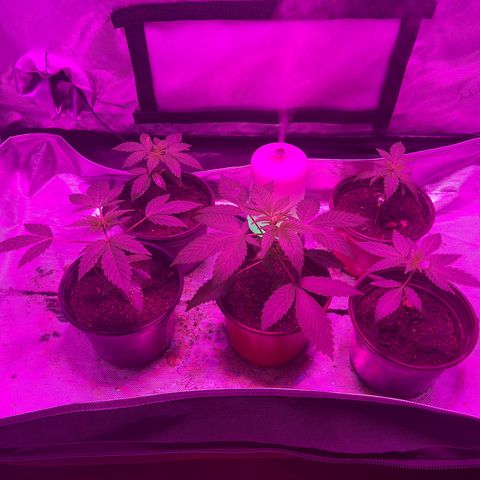 Cookie growlog photo: Tercera semana de nutrientes. Ya hay crecimiento de hojas internodales