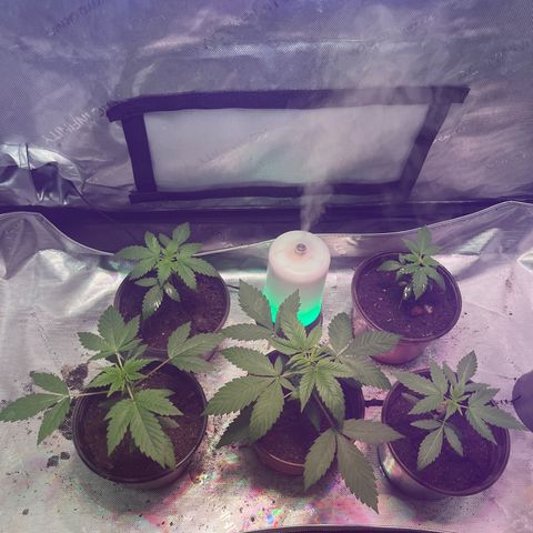 Cookie growlog timeline photo