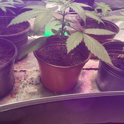 Cookie growlog timeline photo