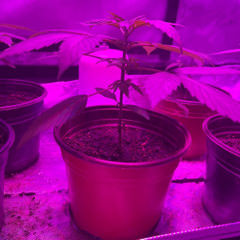 Cookie growlog timeline photo