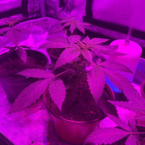 Cookie growlog timeline photo