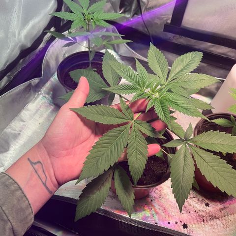 Cookie growlog timeline photo