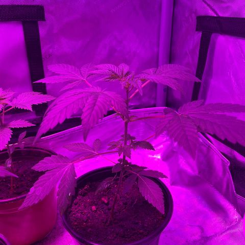 Cookie growlog timeline photo