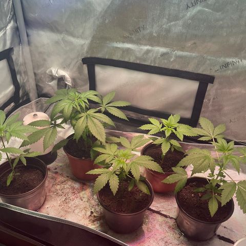 Cookie growlog timeline photo