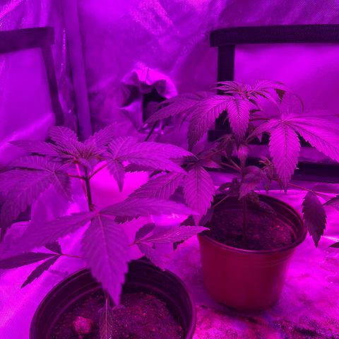 Cookie growlog timeline photo