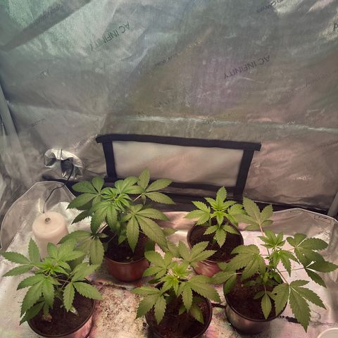 Cookie growlog timeline photo