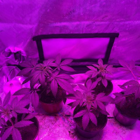 Cookie growlog timeline photo