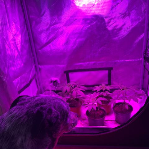 Cookie growlog timeline photo