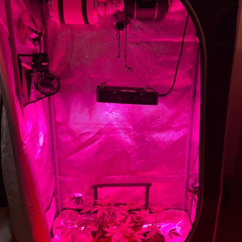 Cookie growlog timeline photo