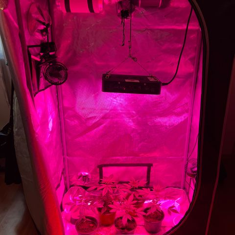 Cookie growlog timeline photo