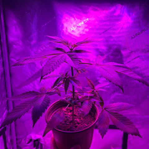 Cookie growlog timeline photo