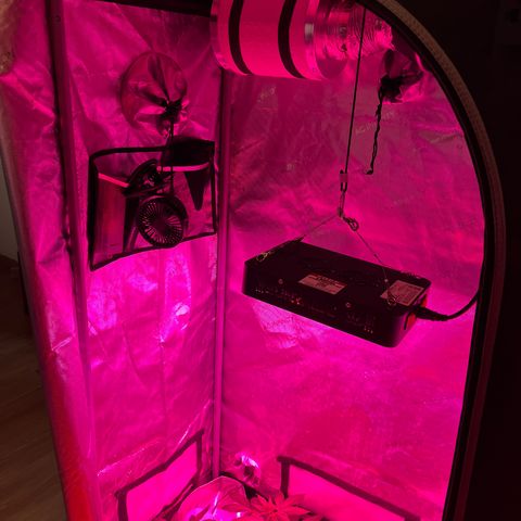 Cookie growlog timeline photo