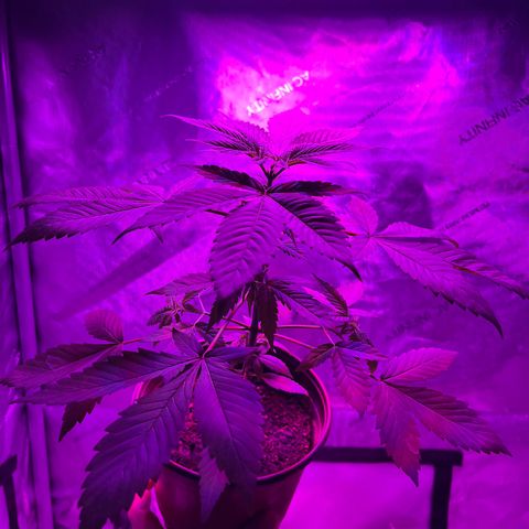 Cookie growlog timeline photo