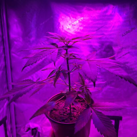 Cookie growlog timeline photo